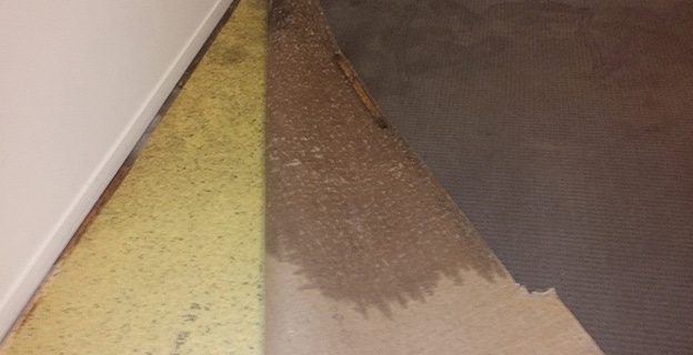 Close-up of Carpet Stains — Upholstery & Carpet Cleaning on the Marcoola, QLD