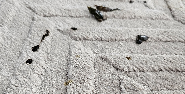 Close-up Carpet with Black Stain — Upholstery & Carpet Cleaning on the Peregian Beach, QLD