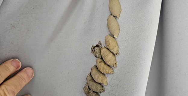 Close-up of Curtain with Wasp Nest — Upholstery & Carpet Cleaning on the Bli Bli, QLD