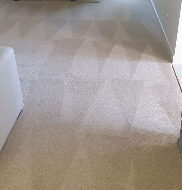 Clean Carpet Floor — Upholstery & Carpet Cleaning on the Sunshine Coast, QLD